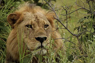 Lion photo - Meeting "Lurker"